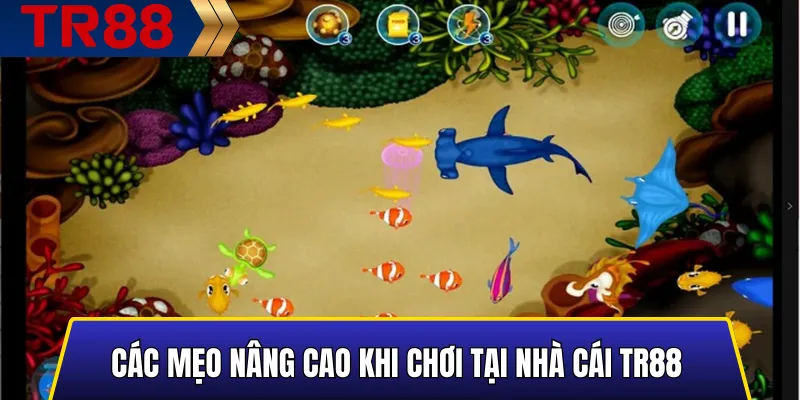 Bí Kíp Săn Cá Vàng TR88 - Cách Thu Phục Những Chú Cá Quý 3 Mẹo nâng cao giúp săn cá hiệu quả tại TR88