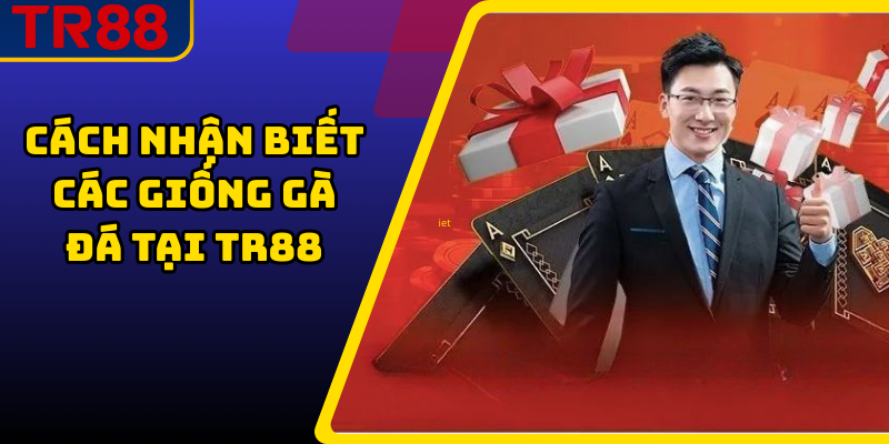 Cách nhận biết các giống gà đá tại TR88