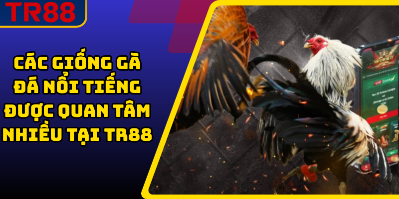 Các Giống Gà Đá Nổi Tiếng Được Quan Tâm Nhiều Tại TR88